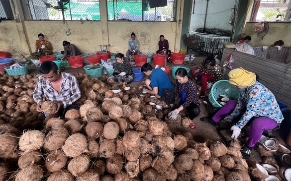 Để phát triển bền vững ngành dừa Việt Nam