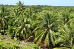 Hoa Kỳ chính thức mở cửa thị trường cho quả dừa tươi của Việt Nam